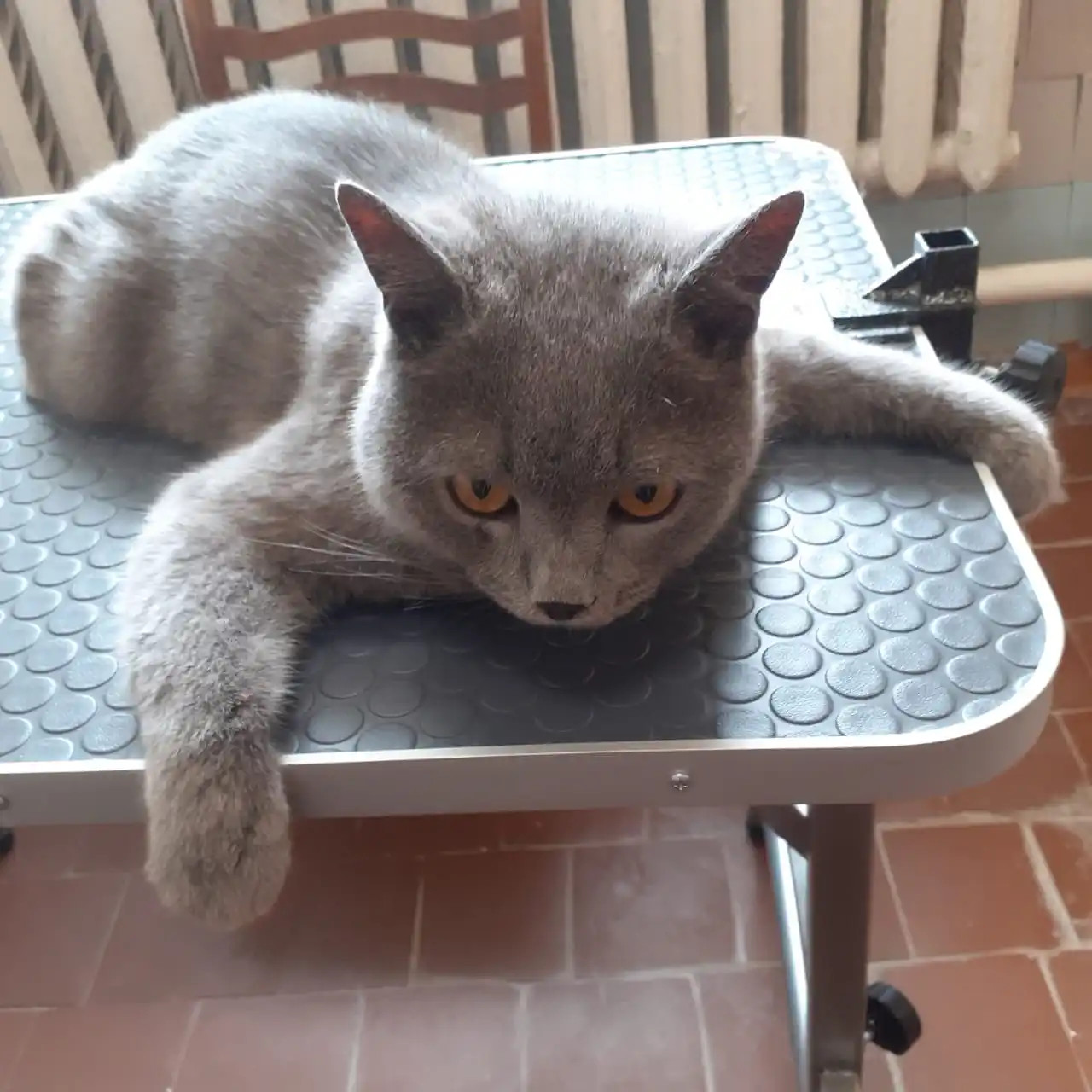 Вычес кошки