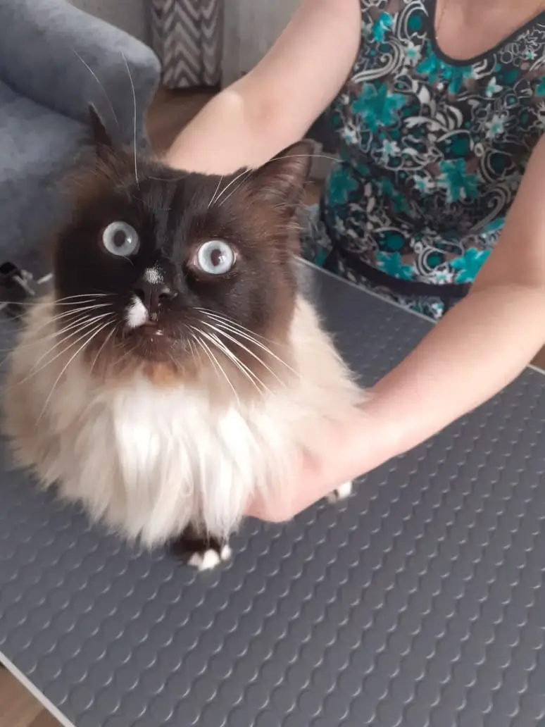 груминг для кошек